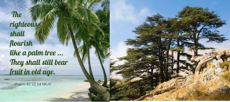 A palm tree with Psalm 92:12-14 on it, and a photo of cedar trees