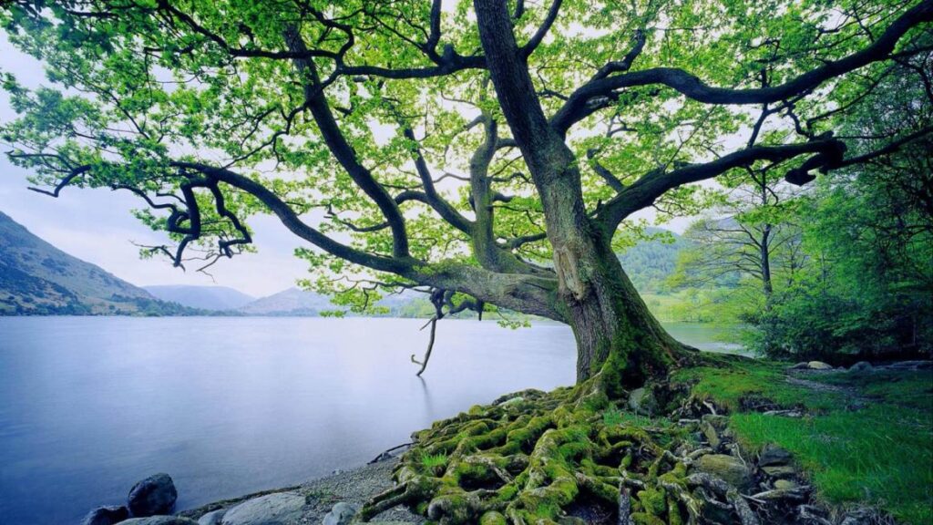 A large tree beside a body of water