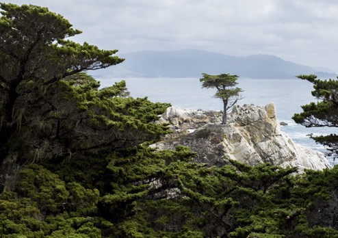 An evergreen cyprus tree on a cliff