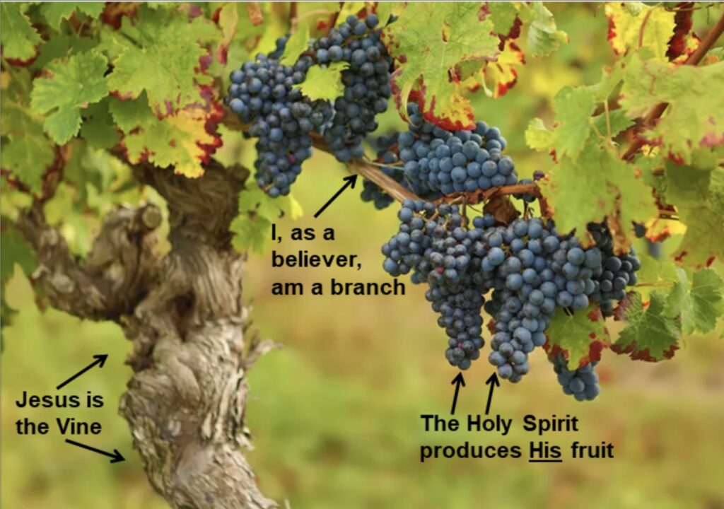 Vine and branches analogy