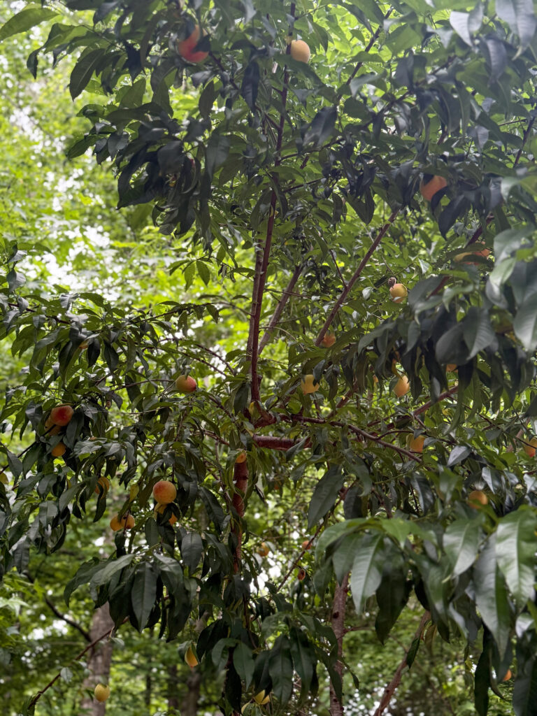 A local peach tree
