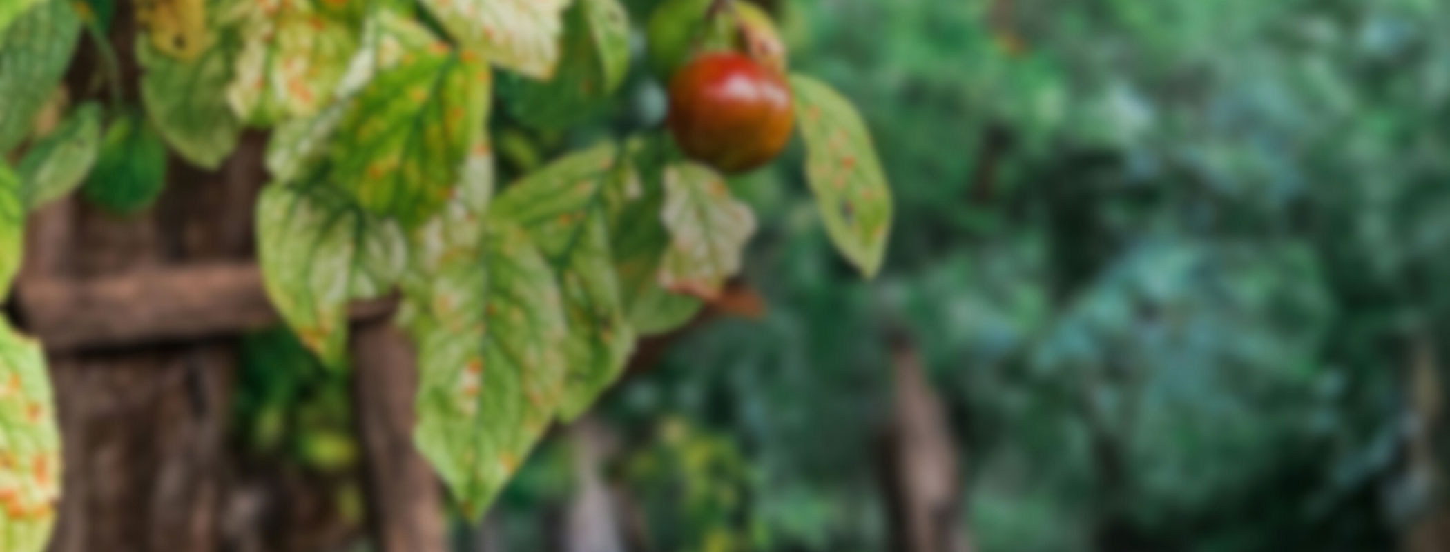 Fruit That Lasts: When Faith Flows from Abiding